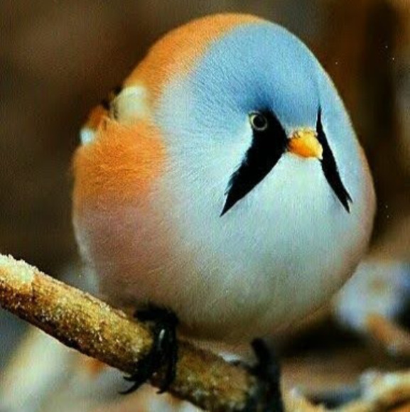 Meet your Posher, Nathan - Picture 1 of 1